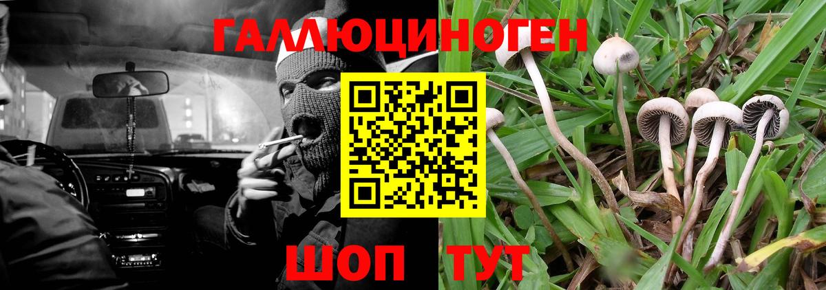 Галлюциногенные грибы Psilocybe Бузулук